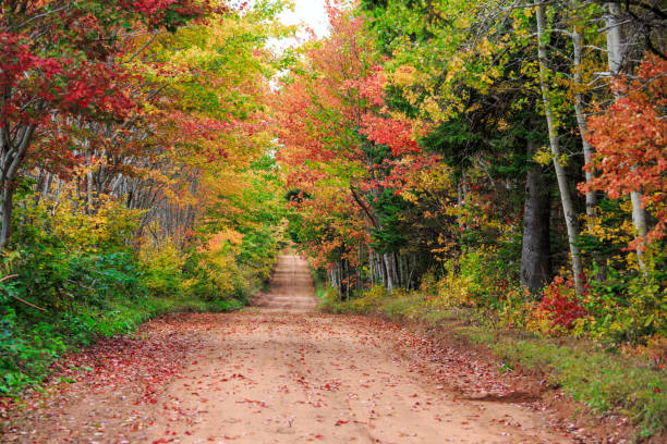 fall road - forest road nature birch tree imagens e fotografias de stock