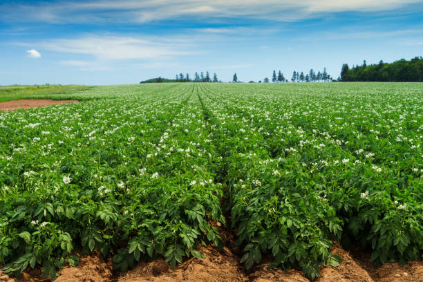 potato field - raw potato field agriculture flower imagens e fotografias de stock