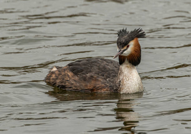 Great Crested Grebe Great Crested Grebe looking for other grebe great crested grebe stock pictures, royalty-free photos & images