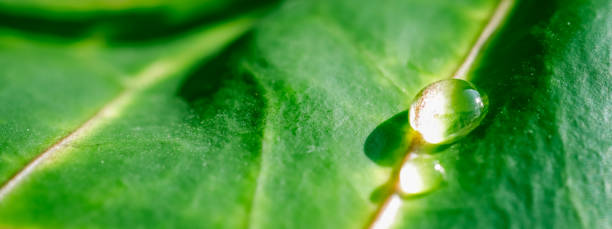istock Abstract green background. Macro Croton plant leaf with water drops. Natural backdrop 1213215978