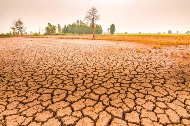 istock Rice fields in the dry season Cracked Land 1213216557