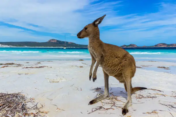 Kangaroo at Lucky Bay in the Cape Le Grand National Park near Esperance, Australia