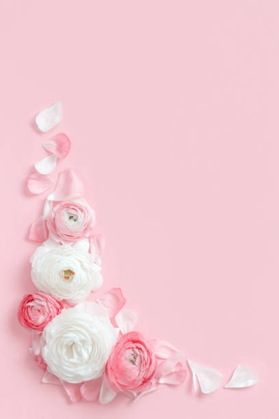 istock Frame made of ranunculus flowers on a light pink background 1213216926
