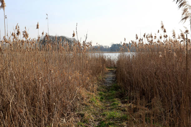 Densely overgrown with grasses a riverbank. This view can be seen by the Narew River in Poland.