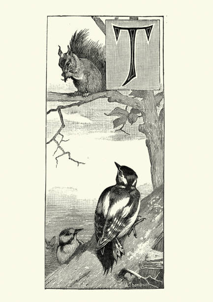 Great spotted woodpecker and a Red squirrel Vintage engraving of a Great spotted woodpecker and a Red squirrel dendrocopos major stock illustrations