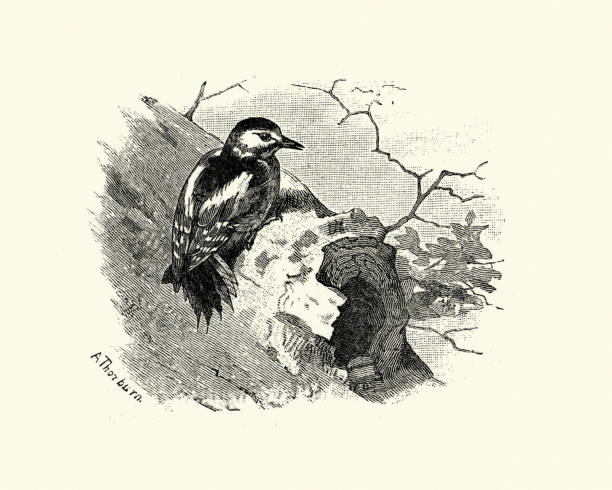 great spotted woodpecker perched on hollow tree trunk Vintage engraving of great spotted woodpecker (Dendrocopos major)  a medium-sized woodpecker with pied black and white plumage and a red patch on the lower belly.. Familiar Wild Birds by Swaysland, Walter 19th Century dendrocopos major stock illustrations