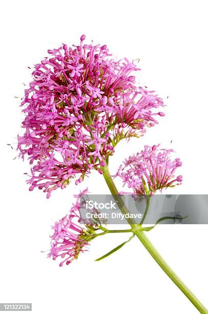 Pink Flower Head Of Red Valerian Stock Photo - Download Image Now - Valerian - Herb, Flower, White Background