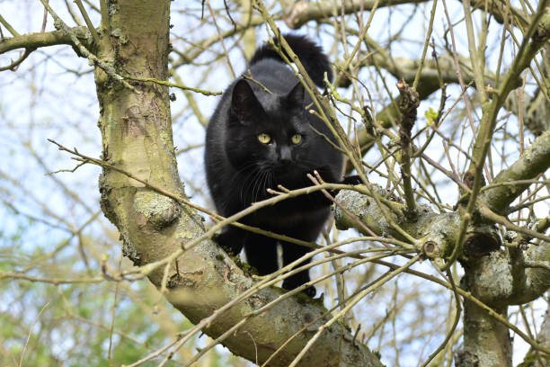istock black cat is climbing on the branches of an old tree, copy space 1213222189