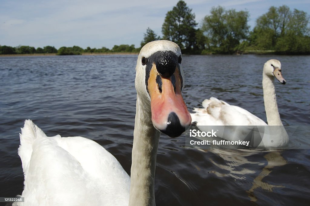 Coppia di bianco Swans sul fiume Tamigi, - Foto stock royalty-free di Windsor - Berkshire