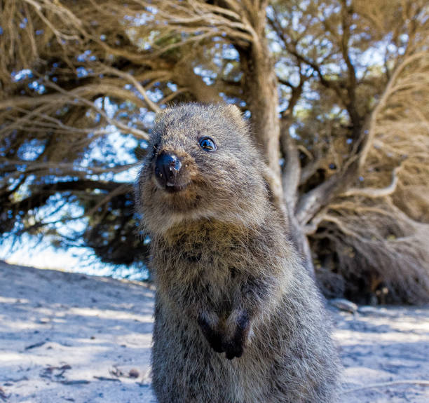 istock Australian Quokka on rottnest island, Perth, Australia 1213223455
