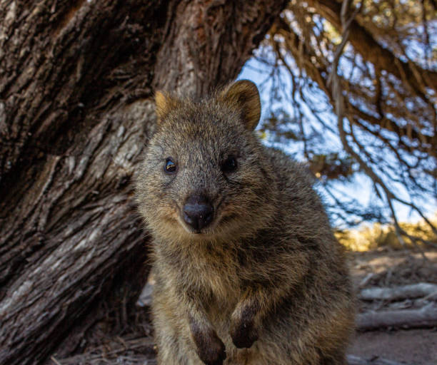 istock Australian Quokka on rottnest island, Perth, Australia 1213223522