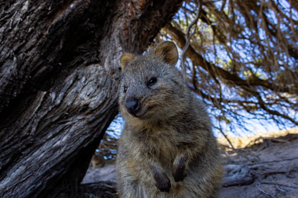 istock Australian Quokka on rottnest island, Perth, Australia 1213223613