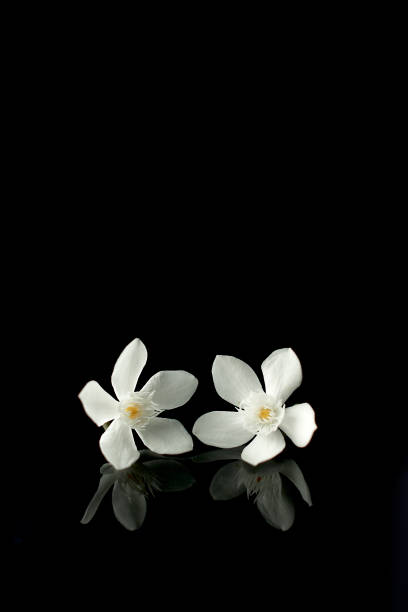 istock Beautiful Rombusa flowers isolated on black background 1213223622