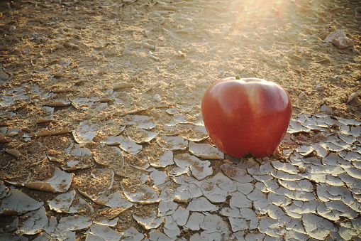 An apple on a dry desert land. Food insecurity, water shortage crisis and desertification concept.