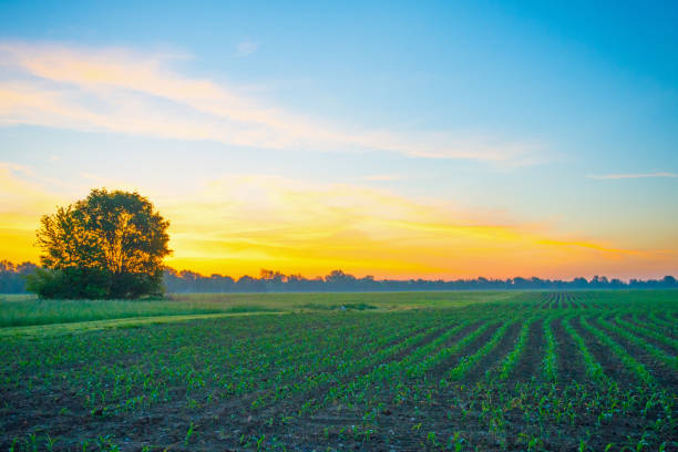 Sunrise over a young corn field-Howard County Indiana