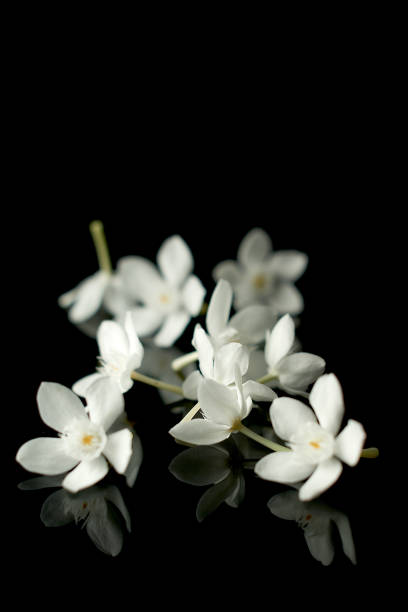 istock Beautiful Rombusa flowers isolated on black background 1213229563