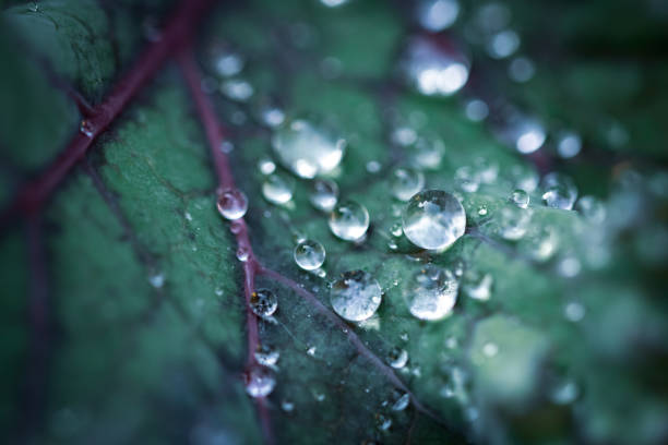 istock Decorative macro photo of Cabbage/Kale by Hogsted 1213230991