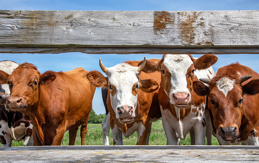 Close up of a team of cowheads peeking through the boards of a gate, front view.