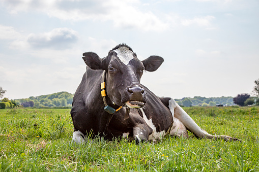 Cow lying down, teeth showing, stretched out in the green field, relaxed and happy, in Holland