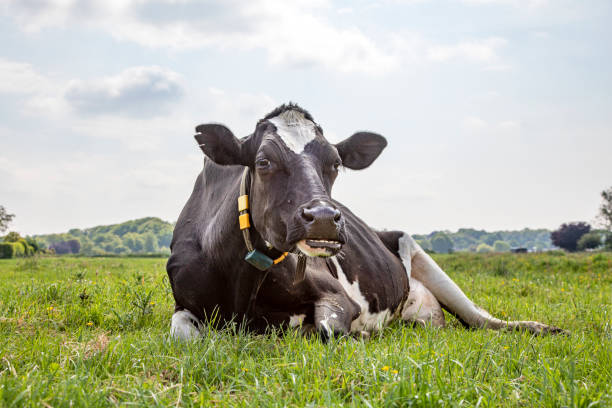 Cow lying down, teeth chewing, happy in the green pasture, relaxed and happy, in Holland Cow lying down, teeth showing, stretched out in the green field, relaxed and happy, in Holland sleeping cow stock pictures, royalty-free photos & images