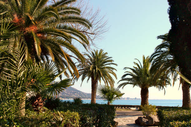 istock Tropical park by the sea. 1213231968