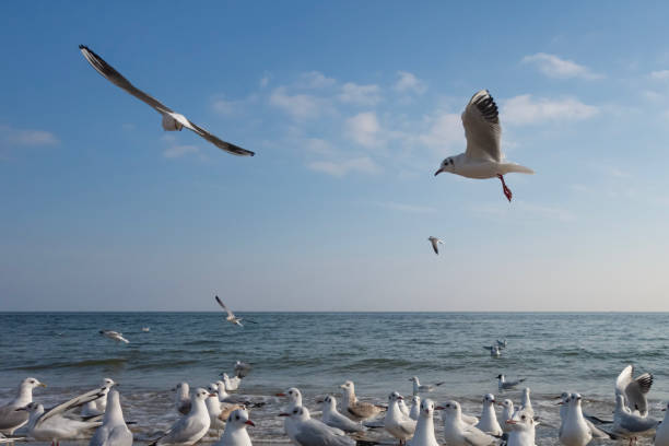 istock Seagulls and pigeons on the seashore on the beach on a sunny spring day. 1213232003