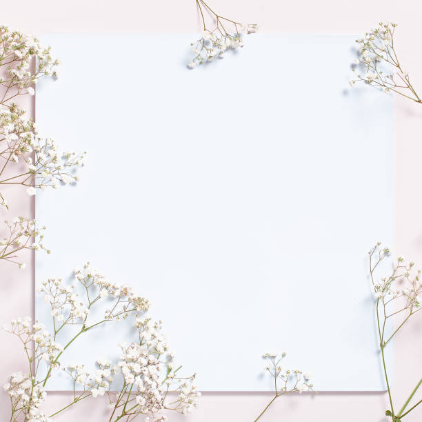istock White board for text with gypsophila flowers flat lay on pastel pink background, top view 1213232108