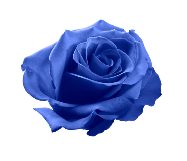 Blue rose Blue rose bud isolated on white background blue roses stock pictures, royalty-free photos & images