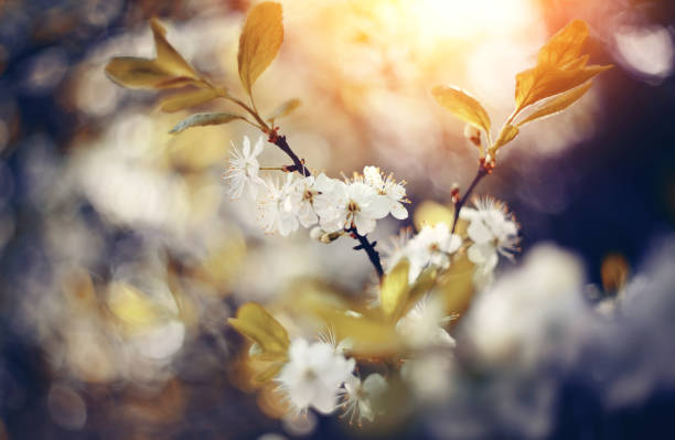 istock Branches of the blossoming cherry 1213234221