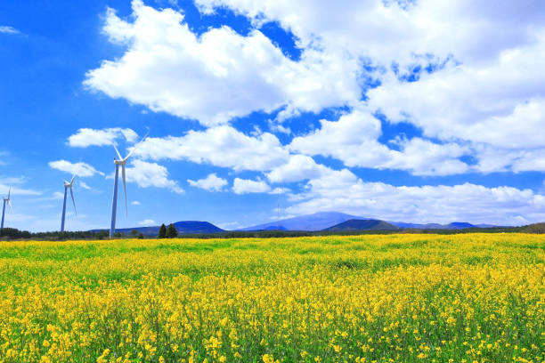 istock Jeju wind turbines, clean energy, rural areas, grasslands, fields, 1213235743