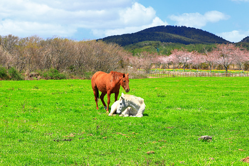It is a spring view of Jeju Horse Ranch where horses are eating grass.