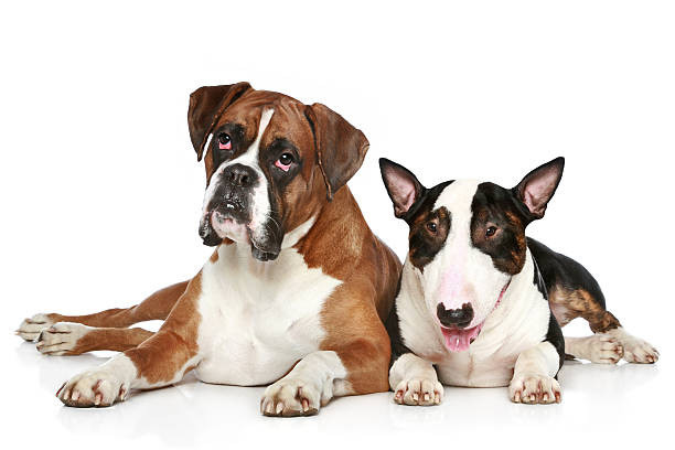 istock Boxer and Bull Terrier resting on a white background 121323716