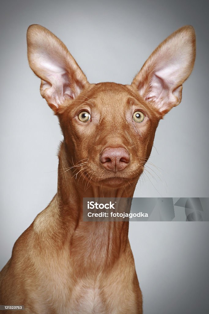 Perro del faraón de cachorros sobre un fondo gris - Foto de stock de Perro libre de derechos