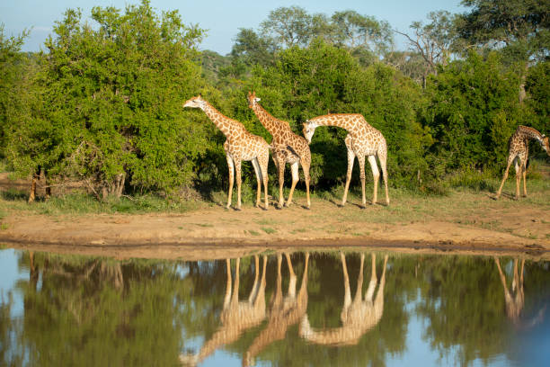 istock A journey of Giraffe 1213238783