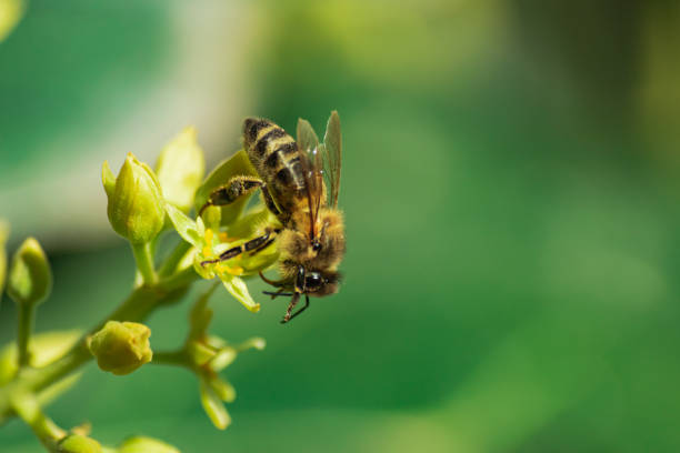 european honey bee, pollinating avocado flower - persea imagens e fotografias de stock