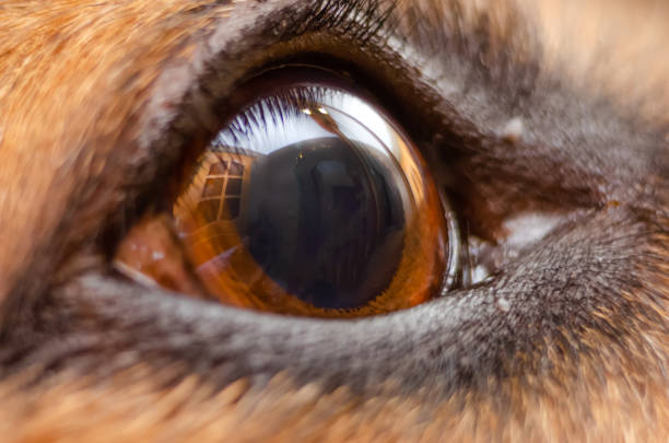 istock Macrophotography of the German shepherd's eye. Beautiful German shepherd's eye 1213240151