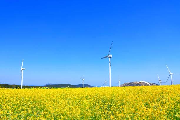 istock Wind turbines, clean energy, generators, energy, rape blossoms, spring 1213240375