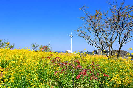 It is a spring view of Jeju rapeseed flower plaza where rapeseed flowers and wind power generators blend beautifully.