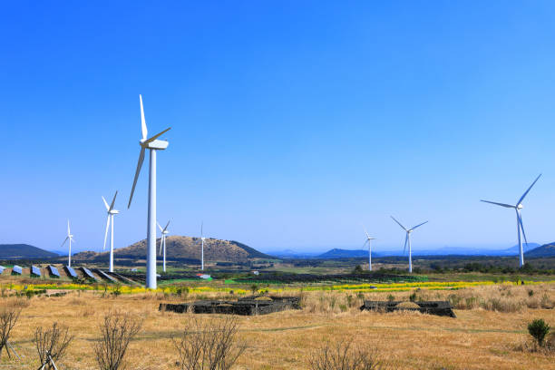 It is a spring view of Jeju rapeseed flower plaza where rapeseed flowers and wind power generators blend beautifully.