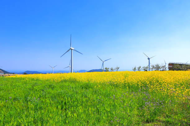 istock Wind turbines, clean energy, generators, energy, rape blossoms, spring 1213241215