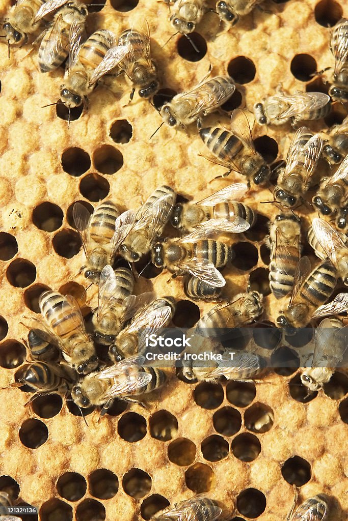 Abeilles sur honeycells - Photo de Abeille libre de droits