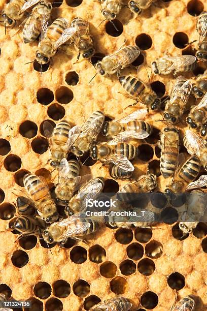 Bees On Honeycells Stock Photo - Download Image Now - Animal, Animal Themes, Animals In The Wild