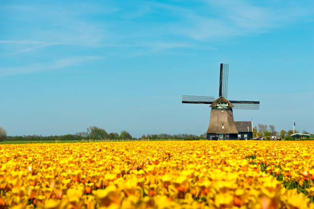 Orange, yellow tulips in front of a typical Dutch windmill.
