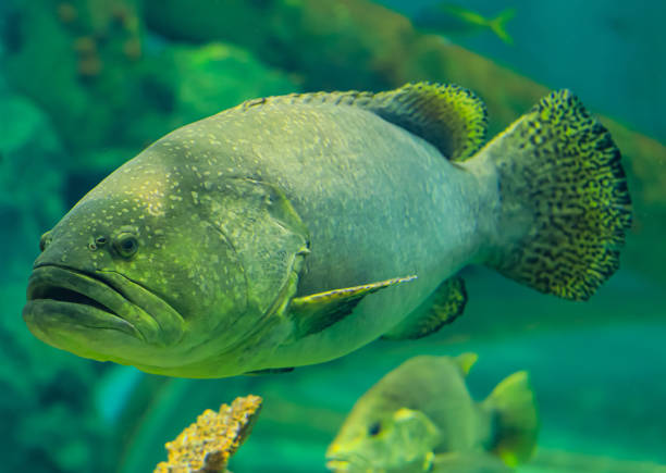 istock Colorful sea fish and friends 1213243972