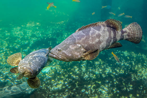istock Colorful sea fish and friends 1213243986