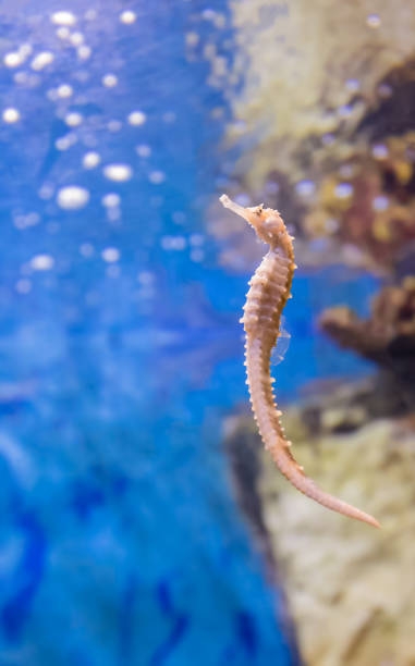 istock Colorful sea fish and friends 1213244002