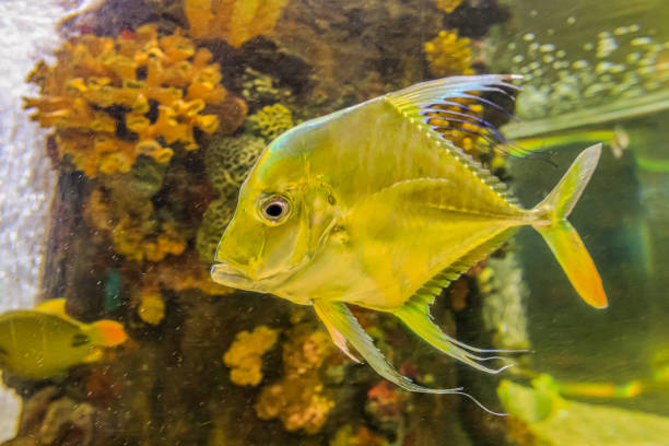 istock Colorful sea fish and friends 1213244024