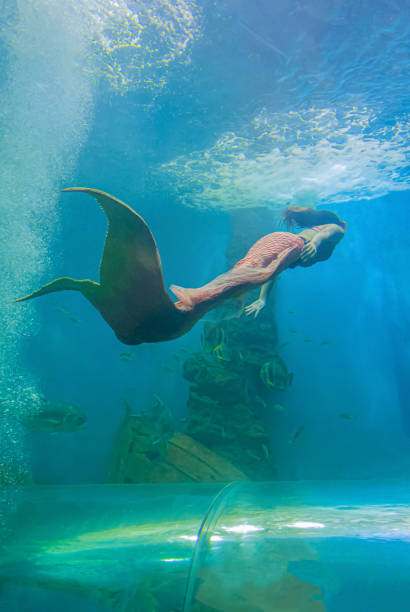 Mermaid in the fish tank