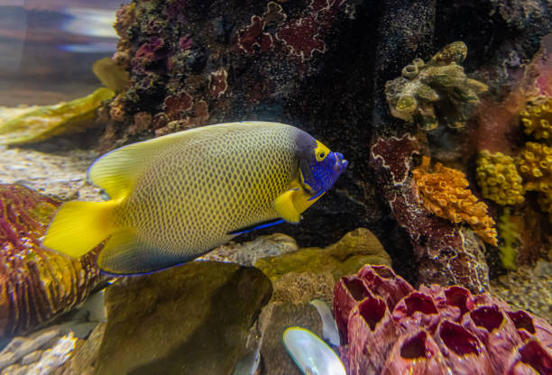 istock Colorful sea fish and friends 1213244110