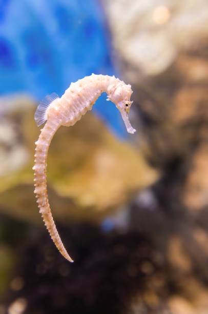 istock Colorful sea fish and friends 1213244119